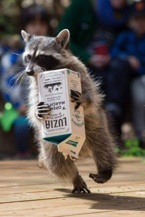 Funny Animals (43 pics)