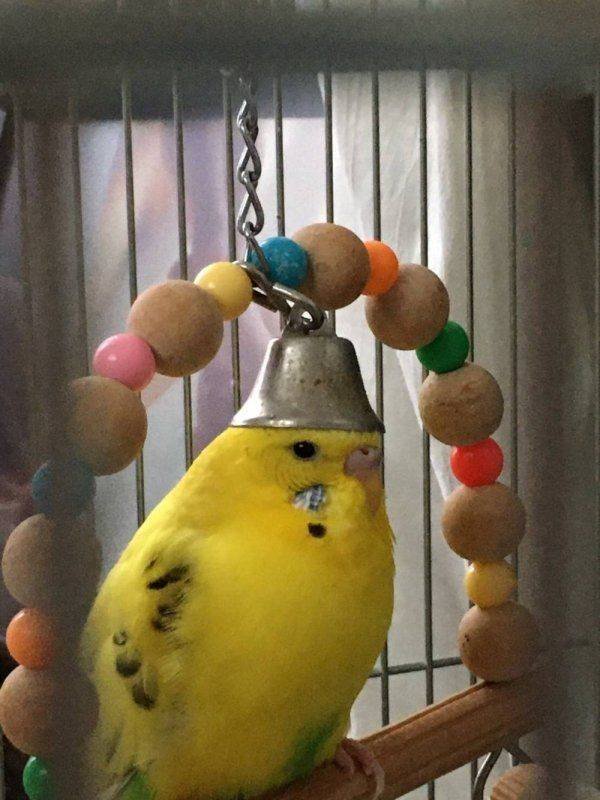 Funny Animals (43 pics)