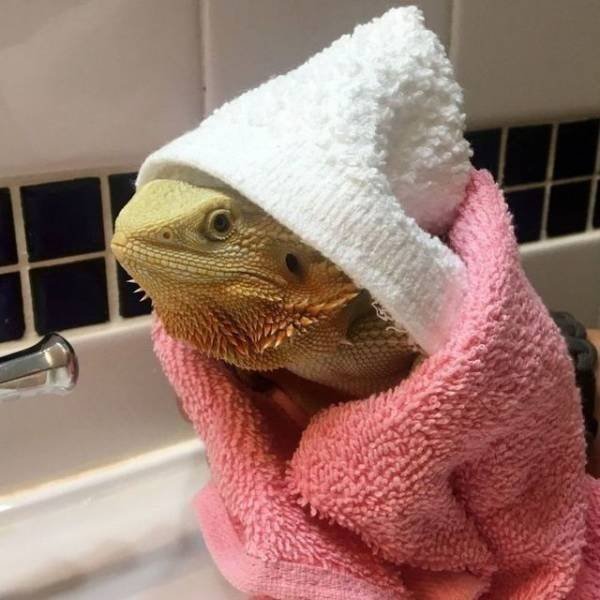 Funny Animals (43 pics)