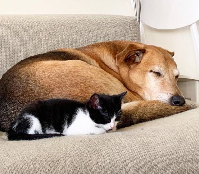 Unusual Friendship (18 pics) Unusual Friendship (18 pics)