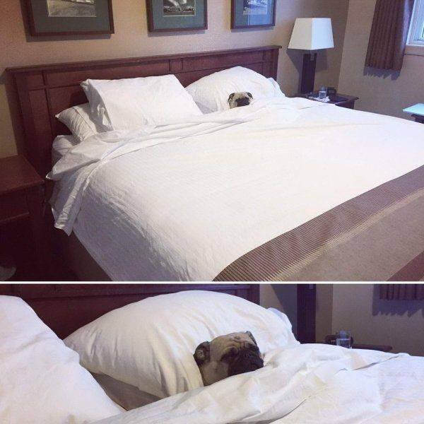 Funny Animals (43 pics)