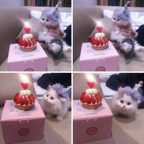 Funny Animals (43 pics)