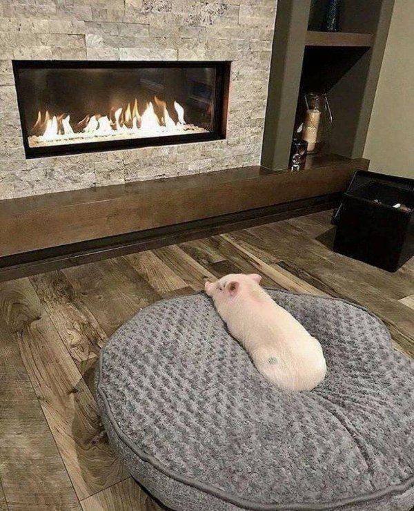Funny Animals (43 pics)