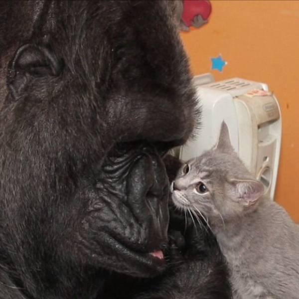 Unusual Friendship (18 pics) Unusual Friendship (18 pics)