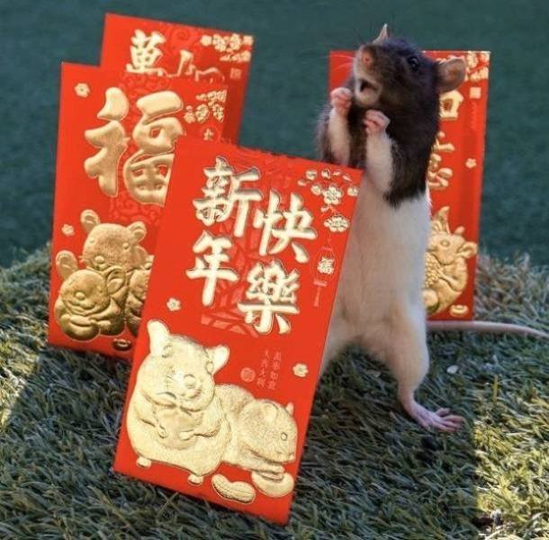 Funny Animals (43 pics)
