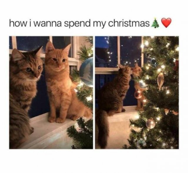 Christmas Memes (27 pics)