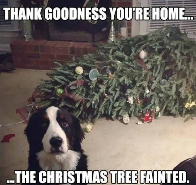 Christmas Memes (27 pics)