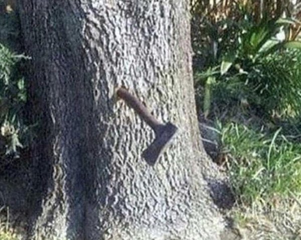Weird Photos (24 pics)