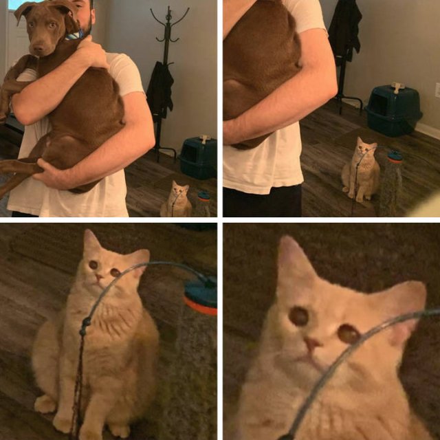 They Are Very Dramatic (17 pics)