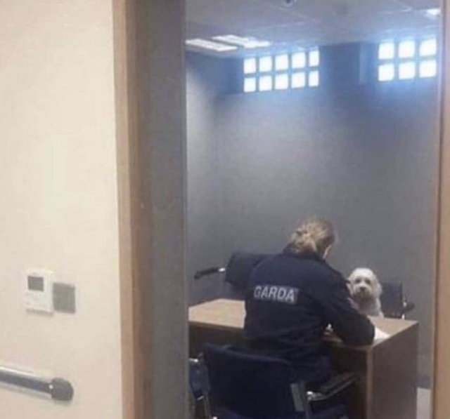 They Are Very Dramatic (17 pics)