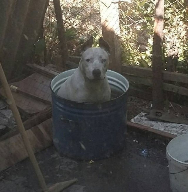 They Are Very Dramatic (17 pics)