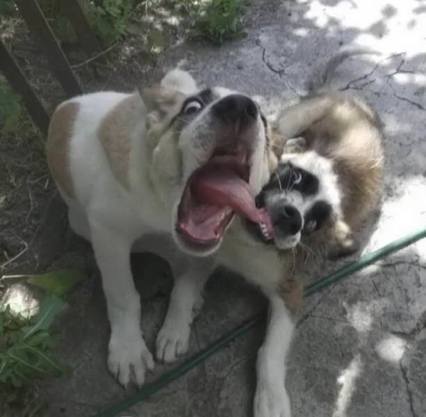 They Are Very Dramatic (17 pics)