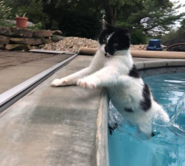 They Are Very Dramatic (17 pics)