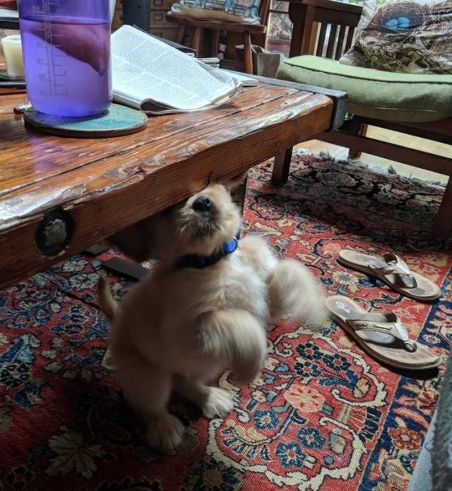 They Are Very Dramatic (17 pics)