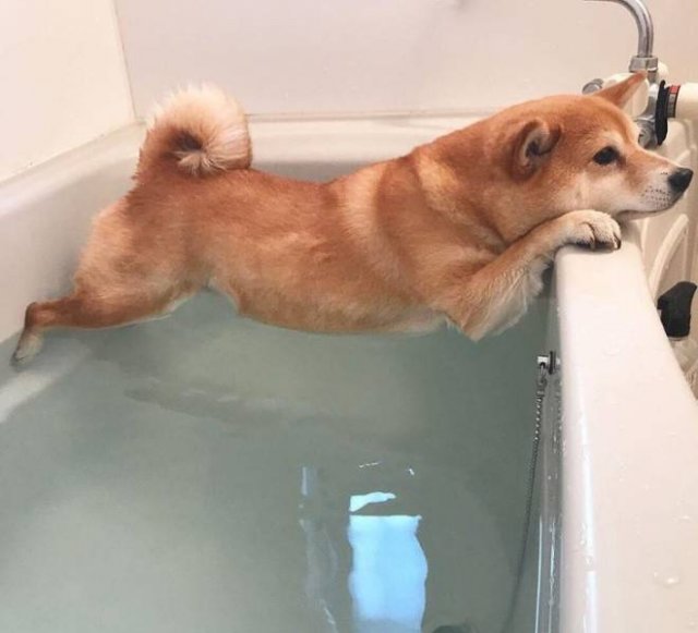 They Are Very Dramatic (17 pics)