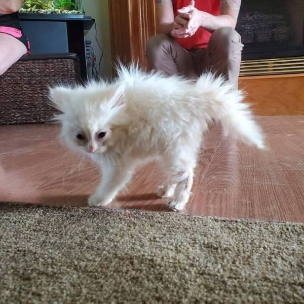 They Are Very Dramatic (17 pics)