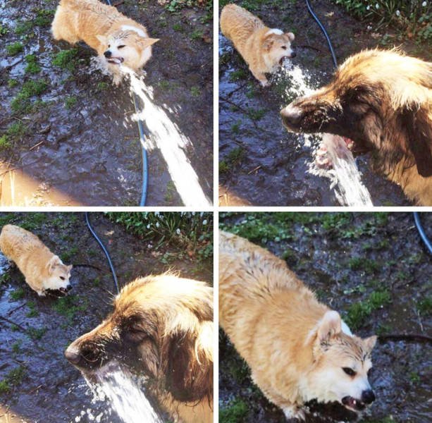 They Are Very Dramatic (17 pics)