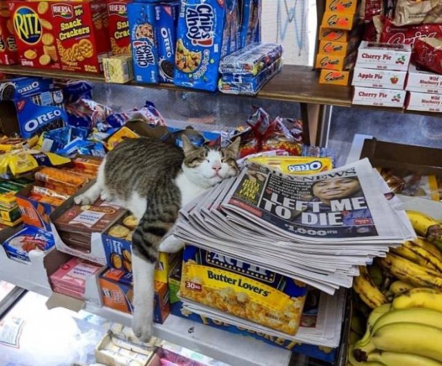 Cute "Owners" Of The Stores (30 pics)