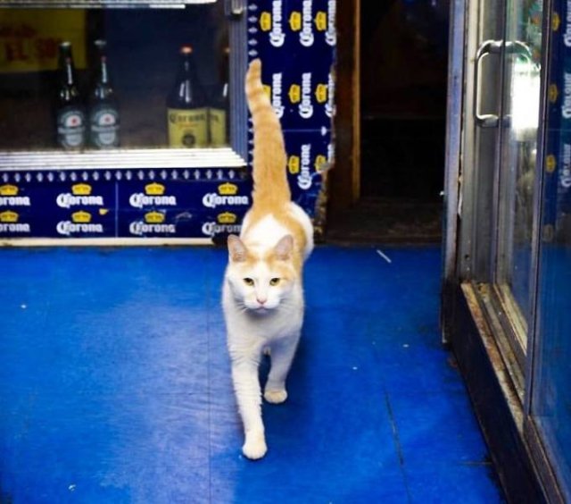 Cute "Owners" Of The Stores (30 pics)