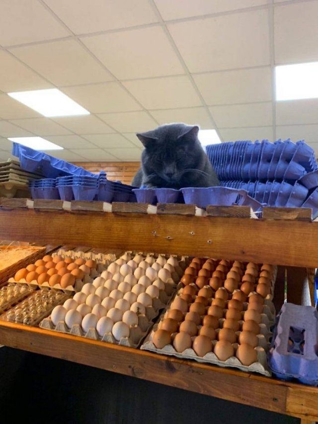 Cute "Owners" Of The Stores (30 pics)