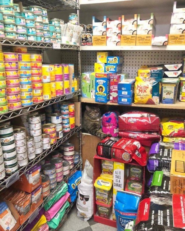 Cute "Owners" Of The Stores (30 pics)