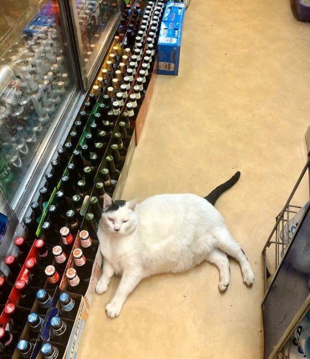 Cute "Owners" Of The Stores (30 pics)