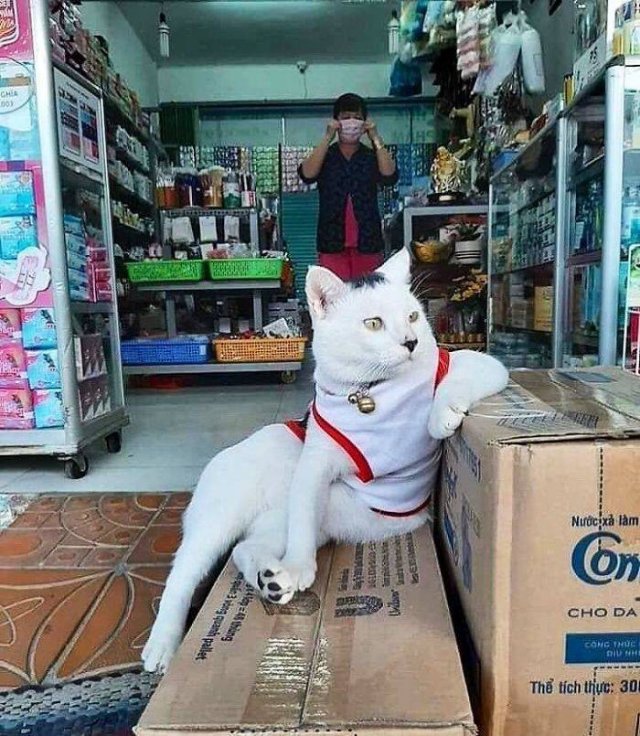 Cute "Owners" Of The Stores (30 pics)