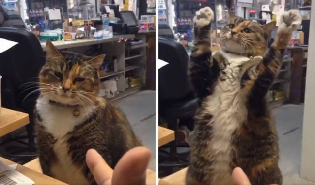 Cute "Owners" Of The Stores (30 pics)