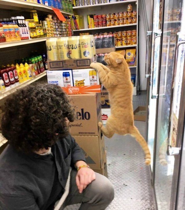 Cute "Owners" Of The Stores (30 pics)