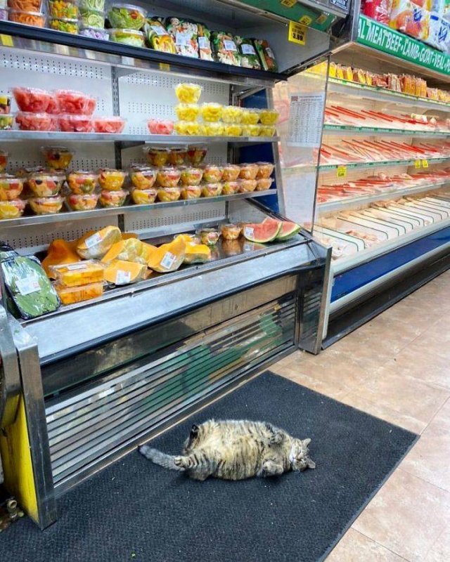 Cute "Owners" Of The Stores (30 pics)
