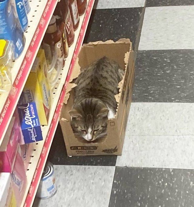 Cute "Owners" Of The Stores (30 pics)
