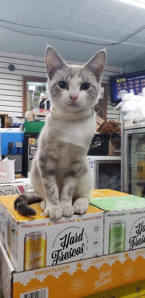 Cute "Owners" Of The Stores (30 pics)
