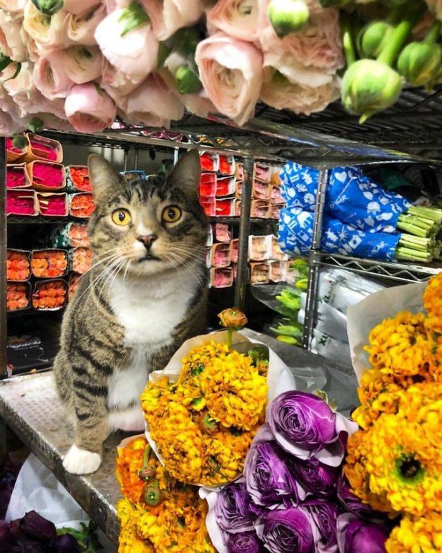 Cute "Owners" Of The Stores (30 pics)