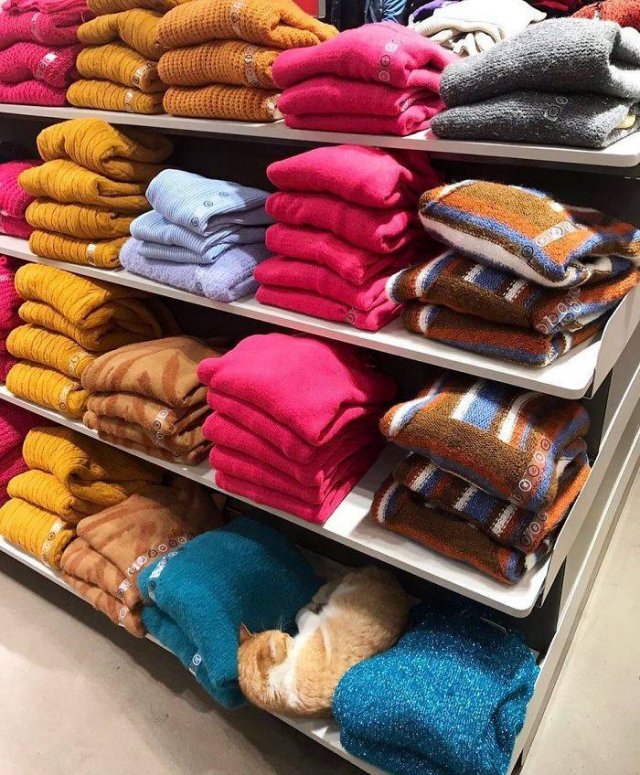 Cute "Owners" Of The Stores (30 pics)