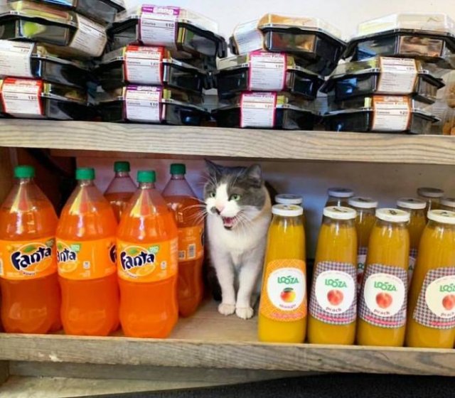 Cute "Owners" Of The Stores (30 pics)