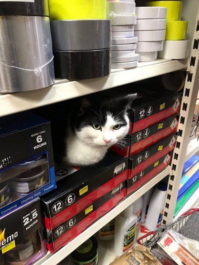 Cute "Owners" Of The Stores (30 pics)