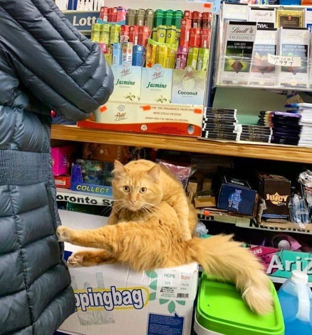 Cute "Owners" Of The Stores (30 pics)
