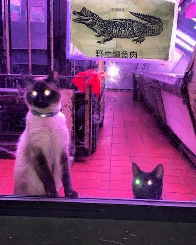Cute "Owners" Of The Stores (30 pics)