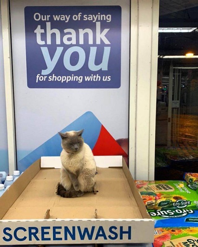 Cute "Owners" Of The Stores (30 pics)