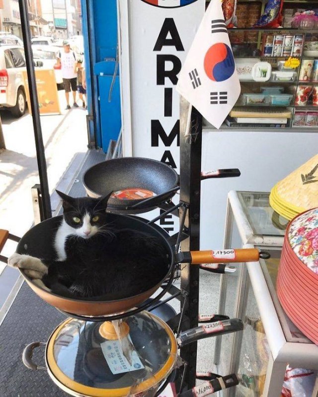Cute "Owners" Of The Stores (30 pics)