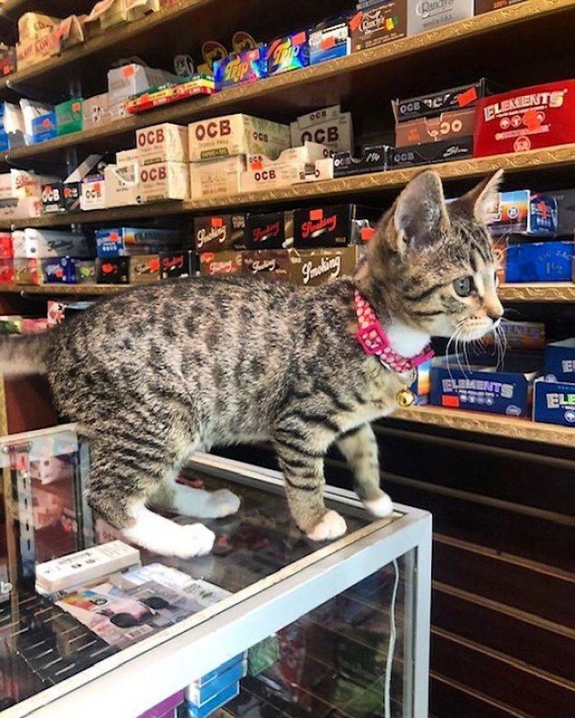 Cute "Owners" Of The Stores (30 pics)