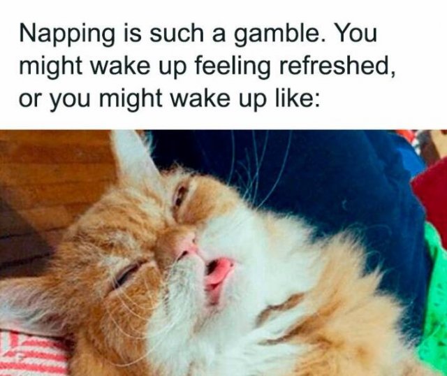 Funny Memes (20 pics)