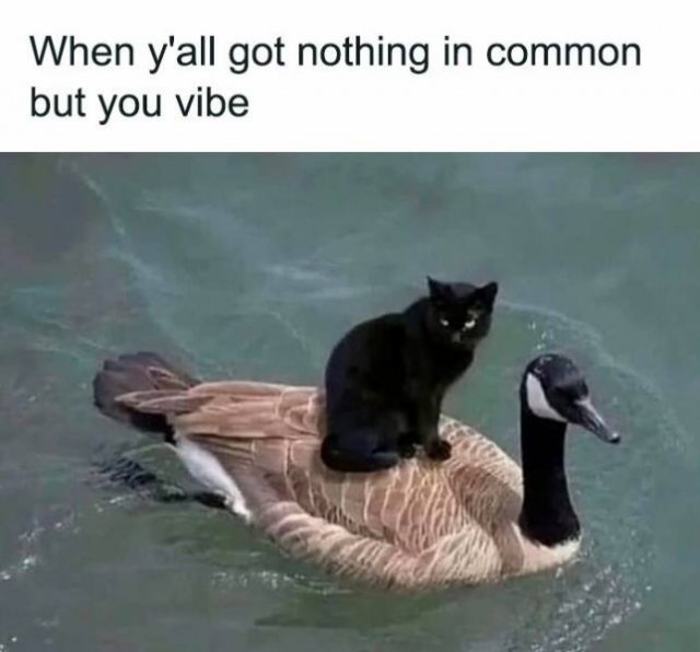 Funny Memes (20 pics)