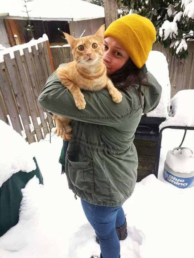 Funny Cats (20 pics)