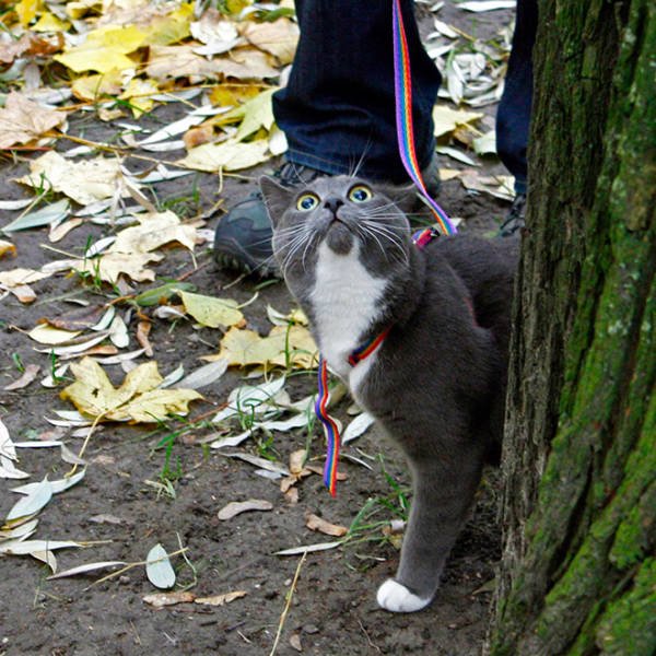 Funny Cats (20 pics)