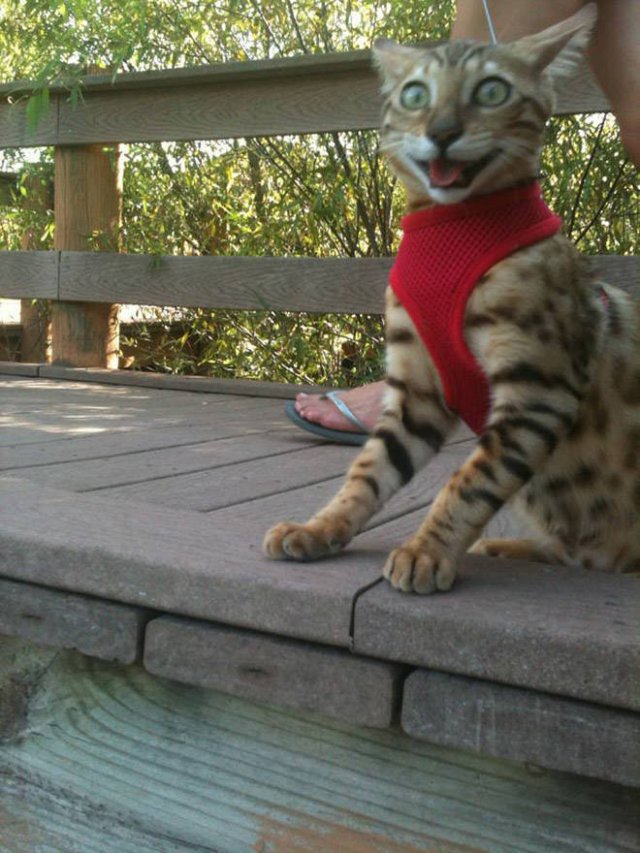 Funny Cats (20 pics)