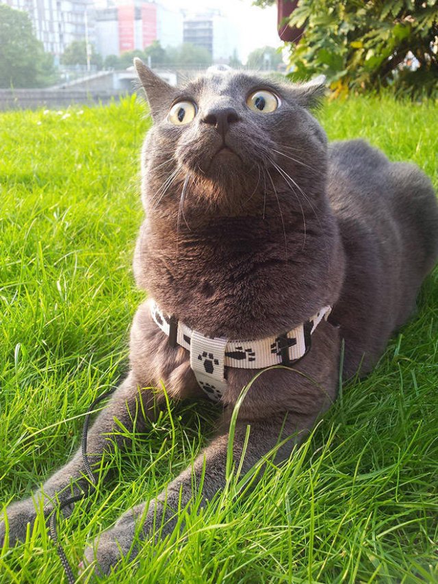 Funny Cats (20 pics)