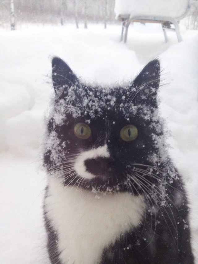 Funny Cats (20 pics)