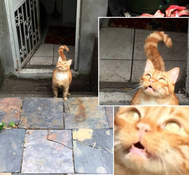 Funny Cats (20 pics)