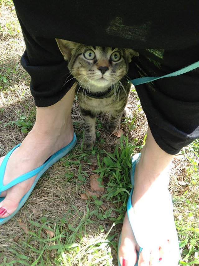 Funny Cats (20 pics)